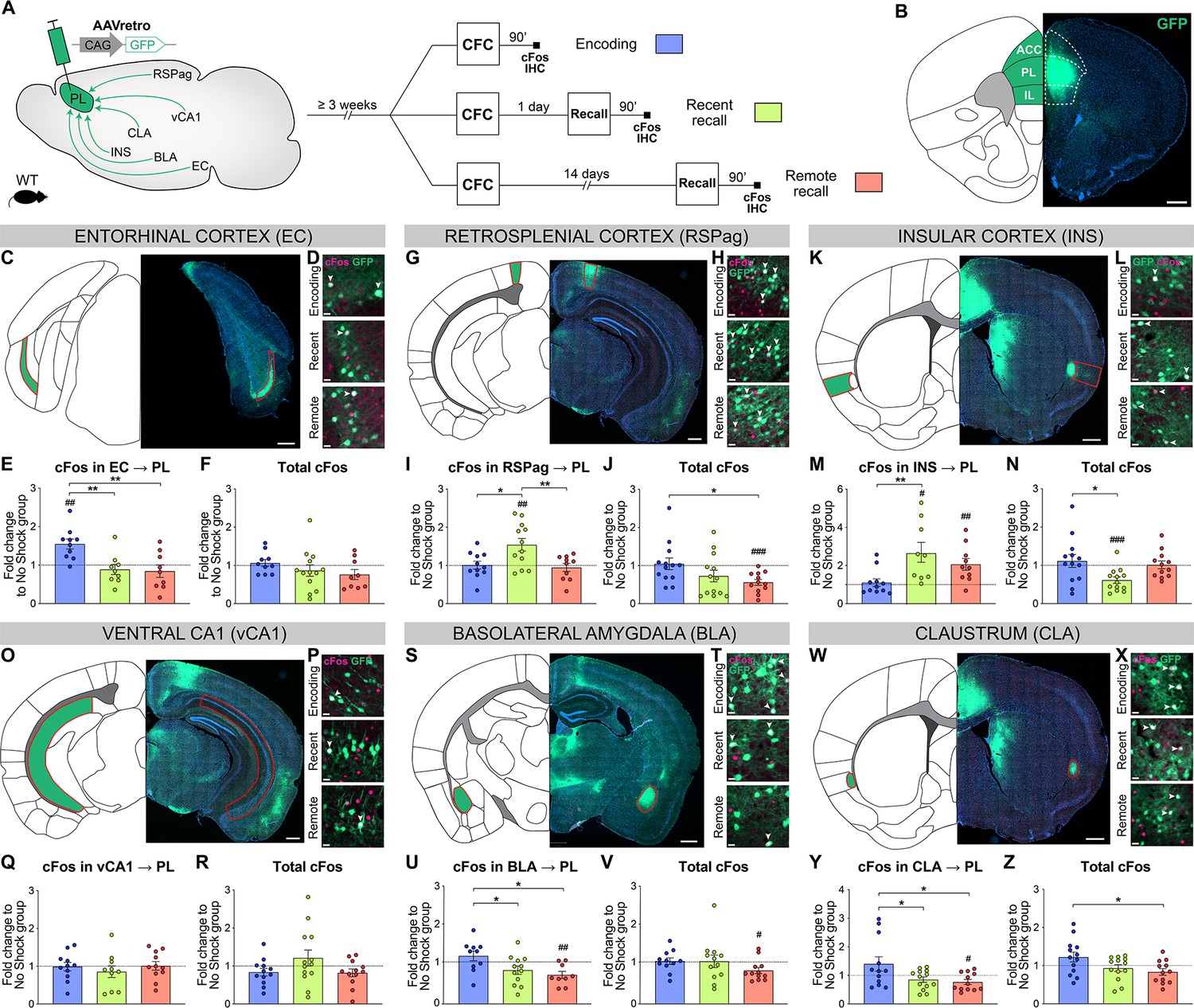 Brain-wide screen of prelimbic cortex inputs reveals a functional shift ...