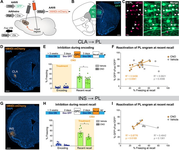 Brain-wide screen of prelimbic cortex inputs reveals a functional shift ...