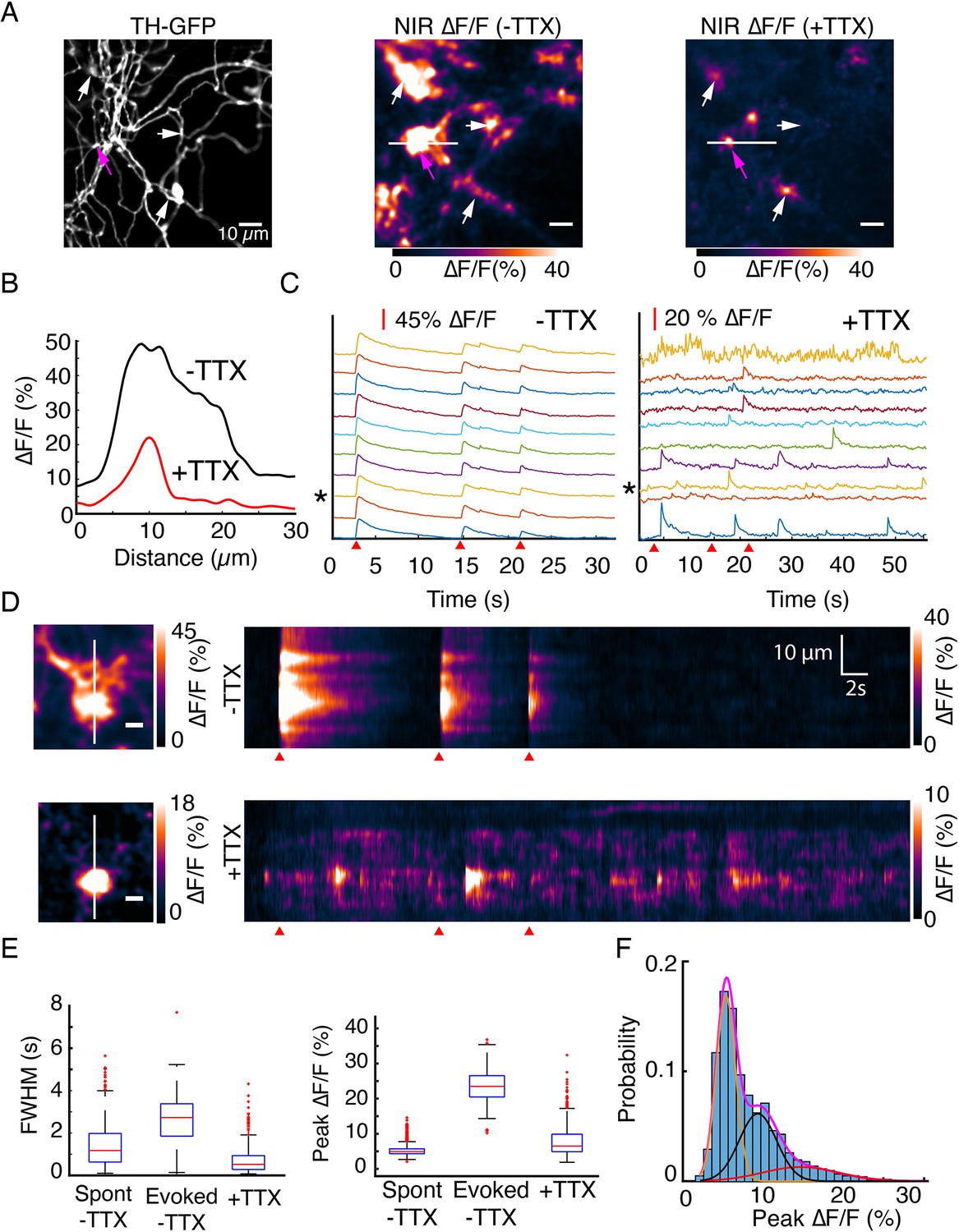 DREAM DOLPHIN 光合成 photosynthesis High-light-inducible proteins HliA and HliB: pigment binding