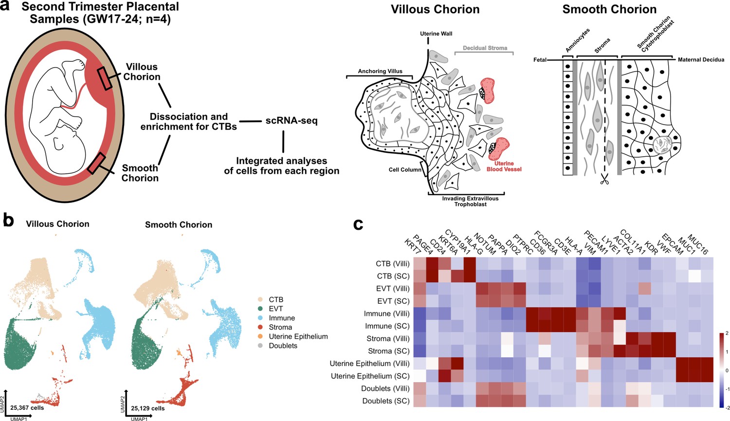 Regionally Distinct Trophoblast Regulate Barrier Function And Invasion In The Human Placenta Elife 9731