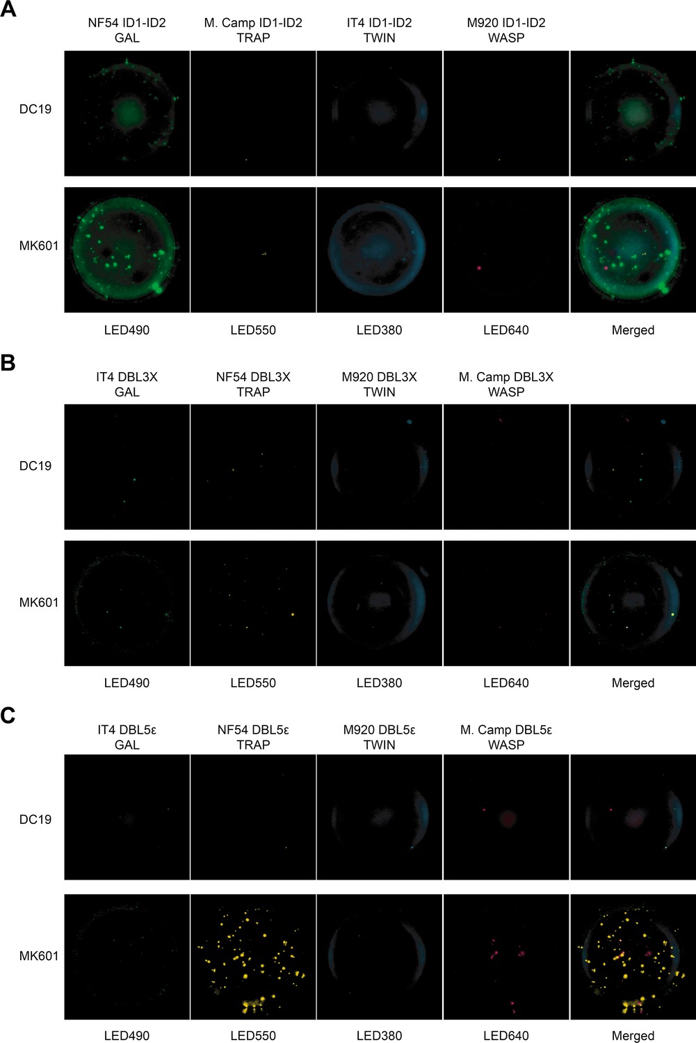 Figures And Data In Analysis Of Allelic Cross Reactivity Of Monoclonal Igg Antibodies By A 7221