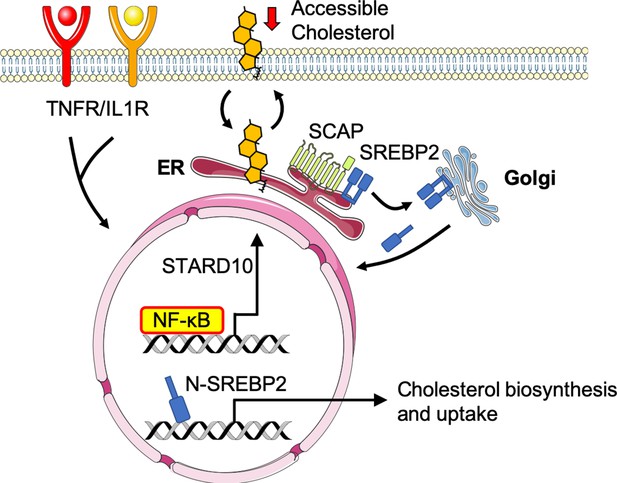 Inflammatory Stress Signaling Via NF-kB Alters Accessible Cholesterol ...