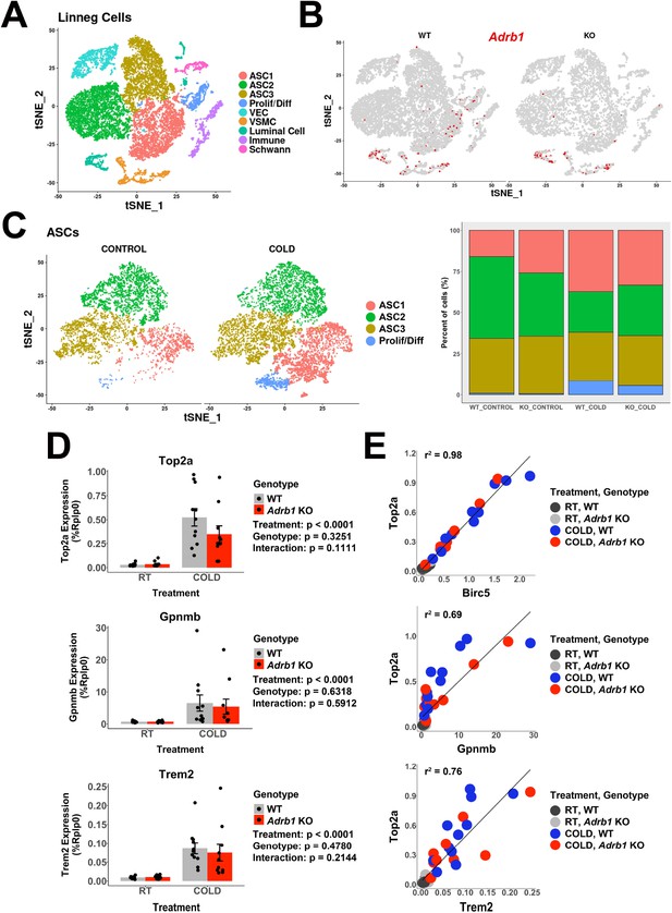 Deconstructing cold-induced brown adipocyte neogenesis in mice | eLife