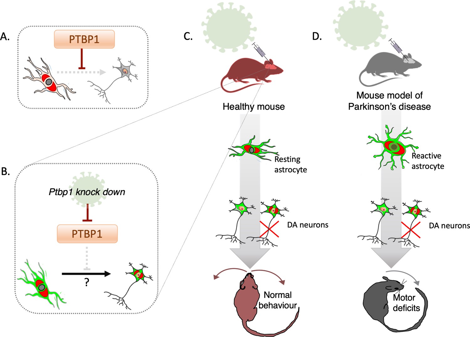 Brain Repair: Gatekeeping Astrocyte Identity | ELife