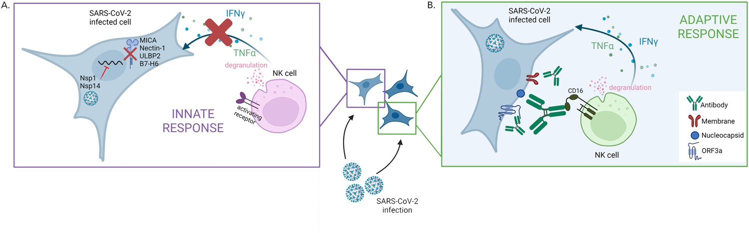 How SARS-CoV-2 evades the immune system