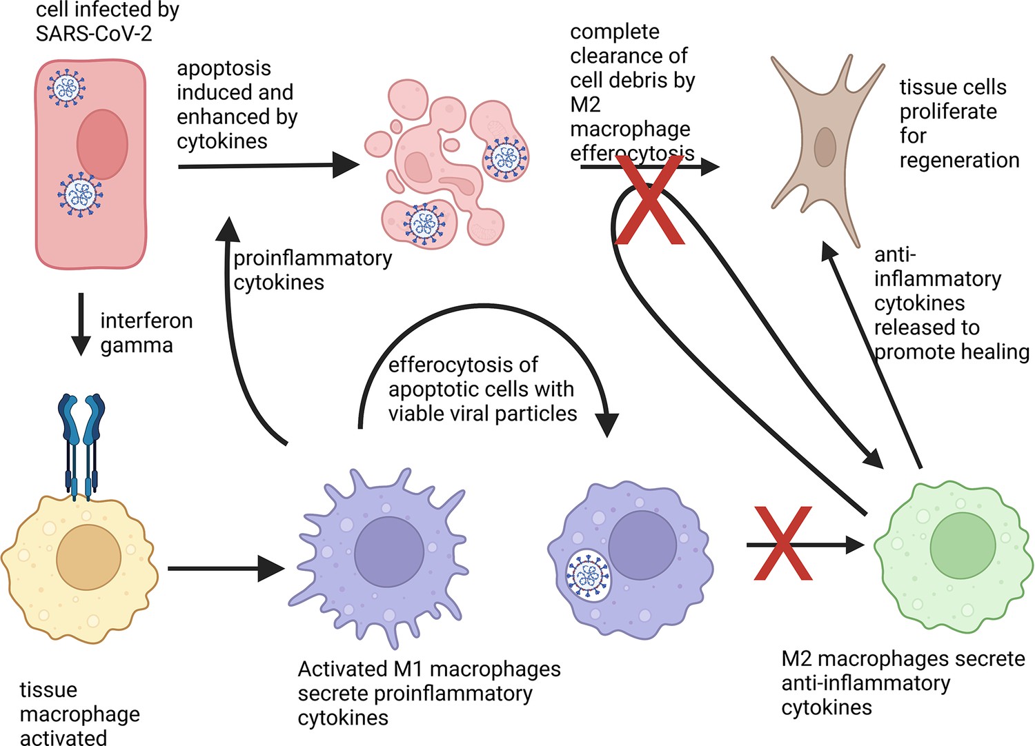 Understanding SARS-CoV-2-Mediated Inflammatory Responses: From