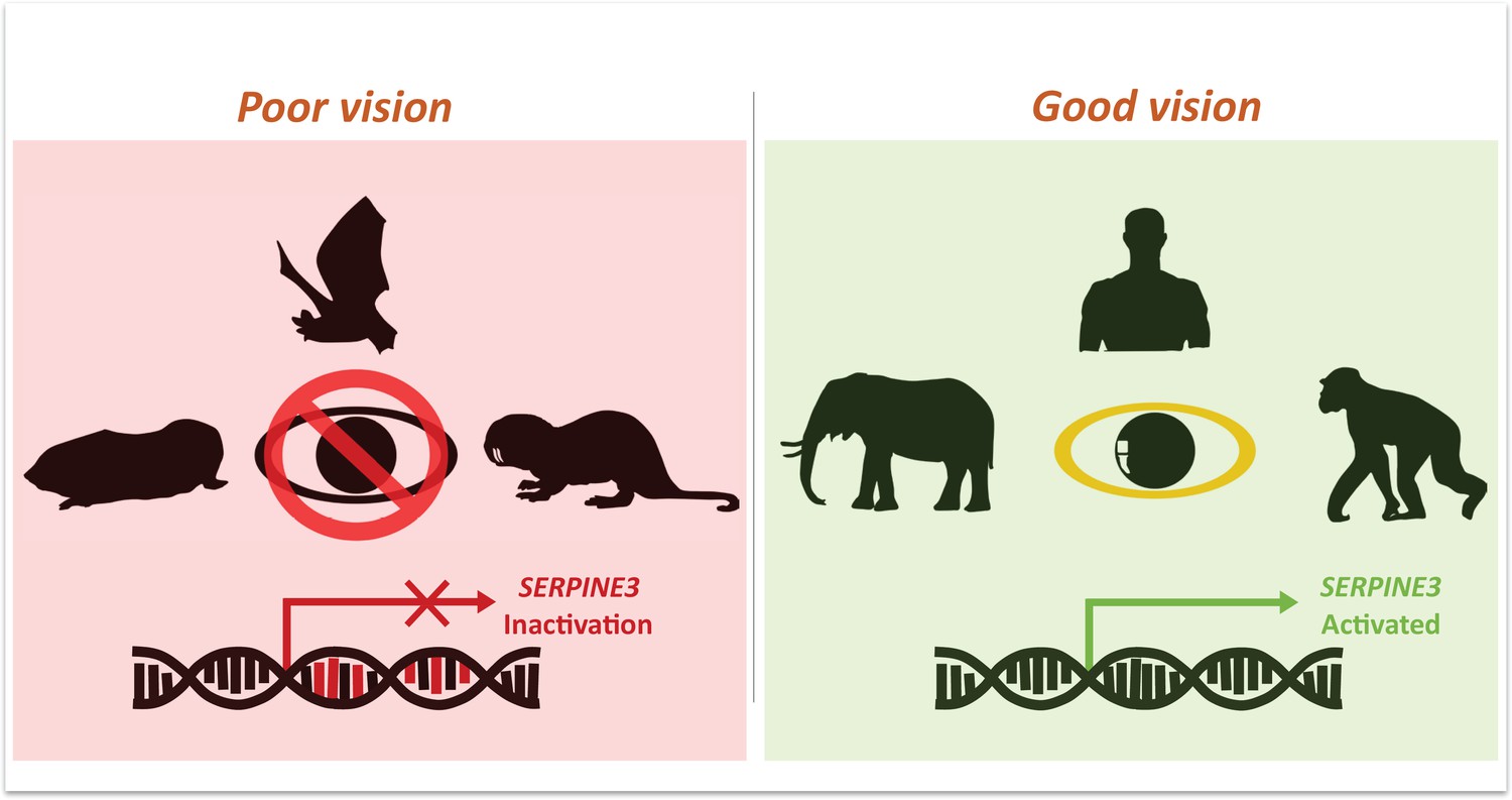 Evolution Poor Eyesight Reveals A New Vision Gene ELife