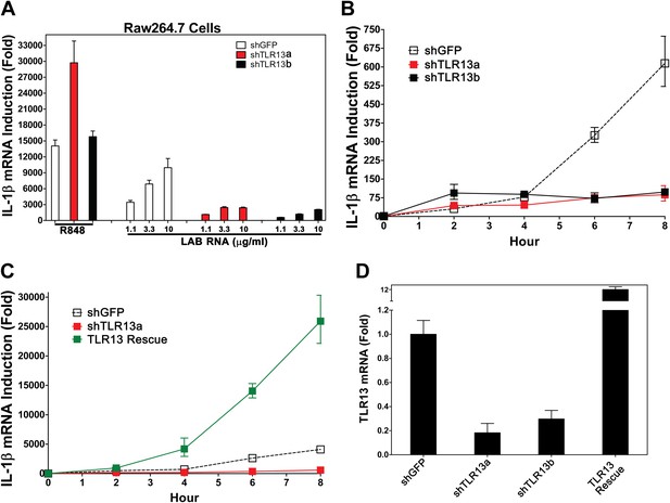 Sequence specific detection of bacterial 23S ribosomal RNA by TLR13 | eLife Sequence specific detection of bacterial 23S... 