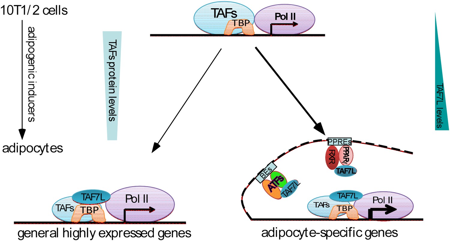 Dual function. Транскрипционный фактор HIF-1α. Рецептор EGFR И her. HIF-1a строение. HIF 1 Alpha.