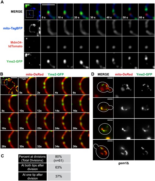 ER-associated Mitochondrial Division Links The Distribution Of ...