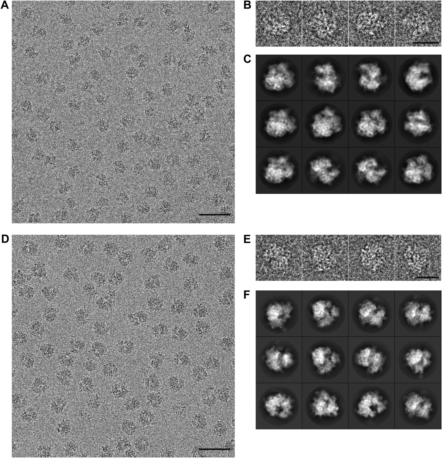 Figures and data in Ribosome structures to near-atomic resolution from ...