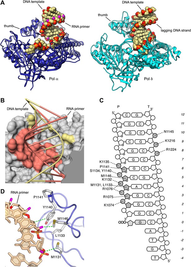 Mechanism for priming DNA synthesis by yeast DNA Polymerase α | eLife