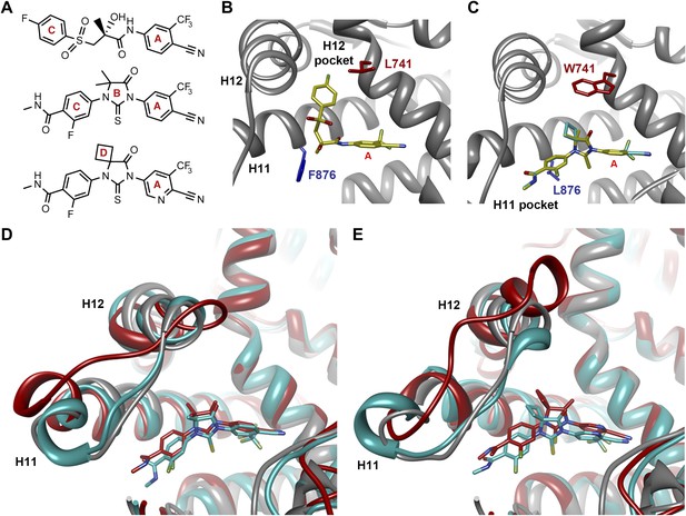 Overcoming mutation-based resistance to antiandrogens with rational ...