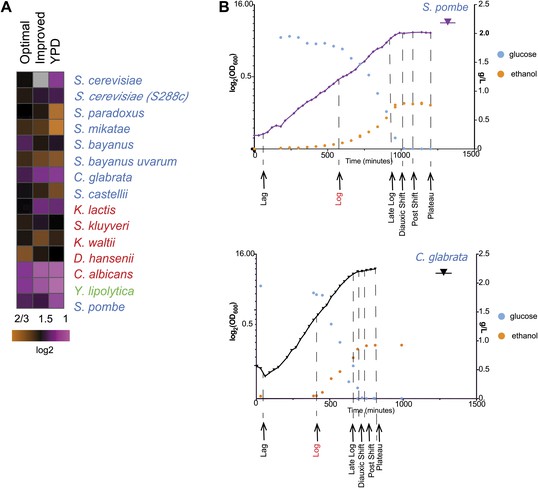 Evolutionary Principles Of Modular Gene Regulation In Yeasts Elife