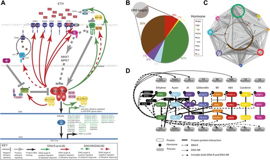 Temporal Transcriptional Response To Ethylene Gas Drives Growth Hormone ...