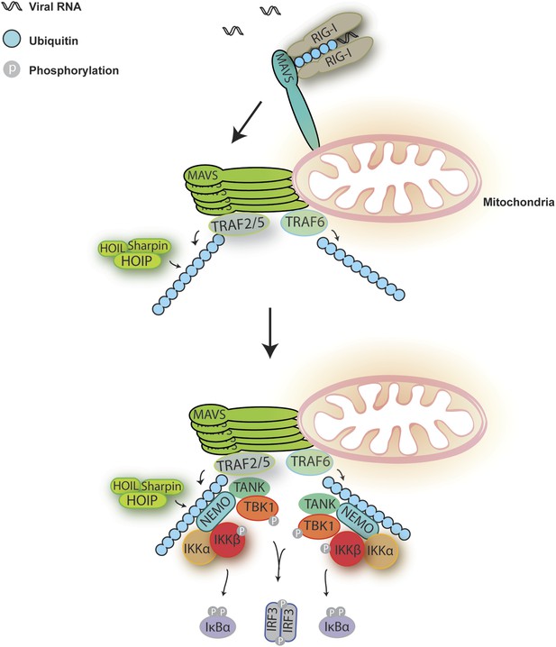 MAVS recruits multiple ubiquitin E3 ligases to activate antiviral ...