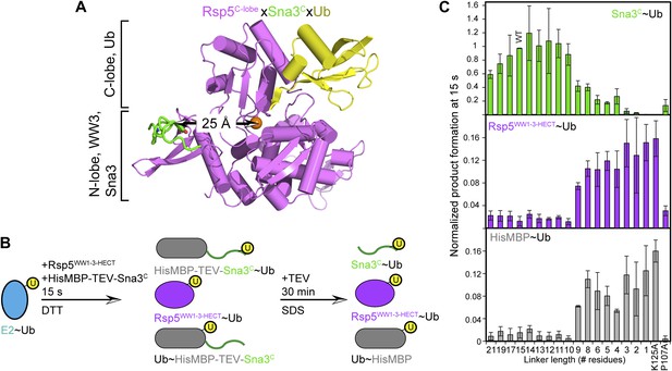 Mechanism Of Ubiquitin Ligation And Lysine Prioritization By A Hect E3