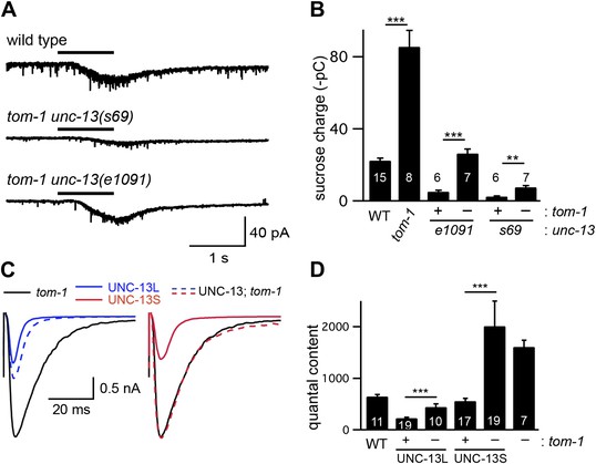 Figures and data in UNC-13L, UNC-13S, and Tomosyn form a protein code ...