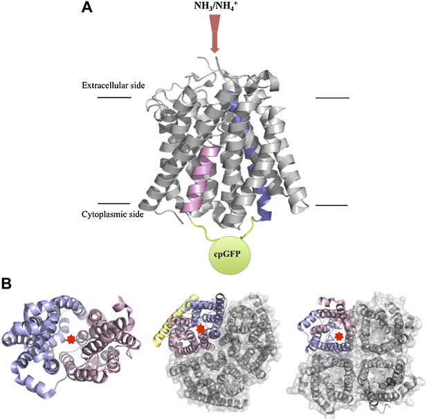 transport-proteins-getting-to-grips-with-ammonium-elife