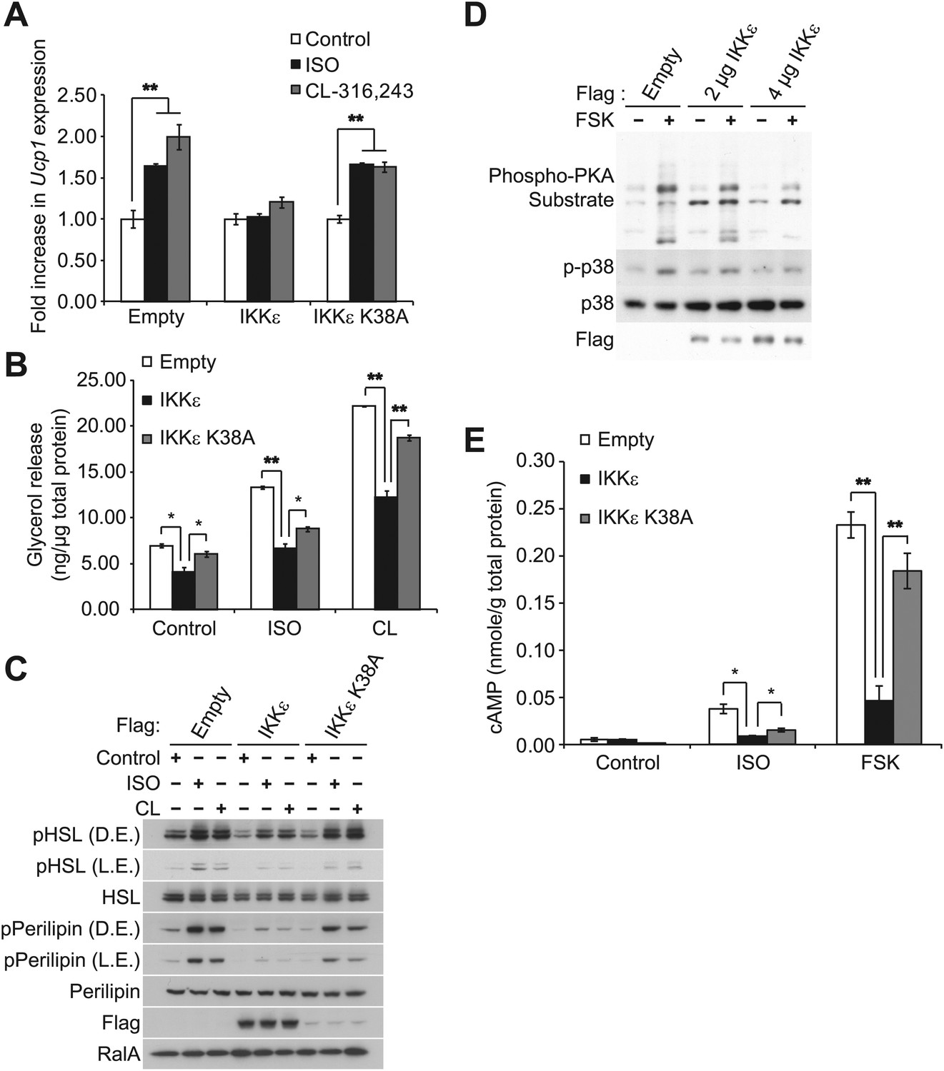 inflammation produces catecholamine resistance in