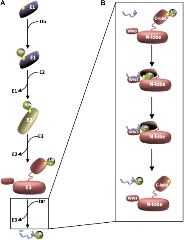 Ubiquitylation: Caught In The Act | ELife