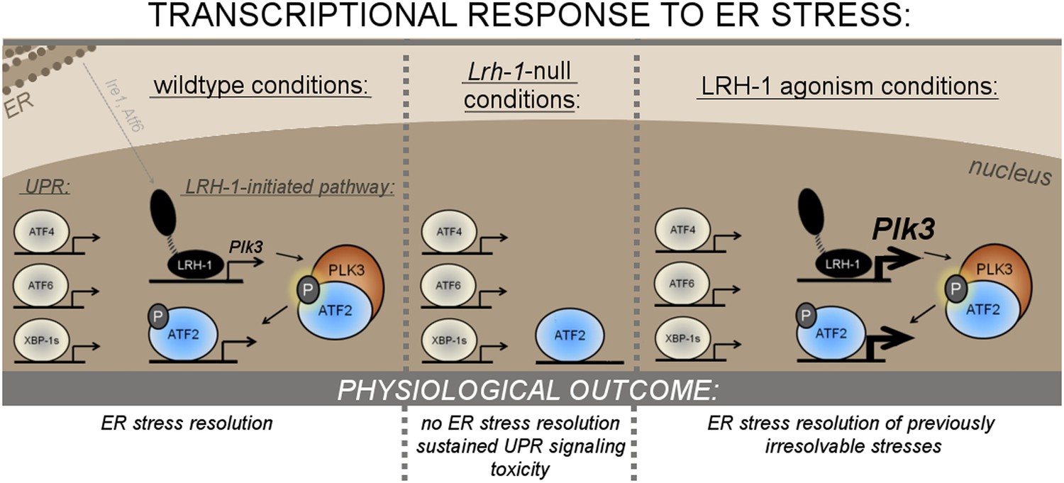 nuclear receptor lrh-1/nr5a2 is required and targetable for