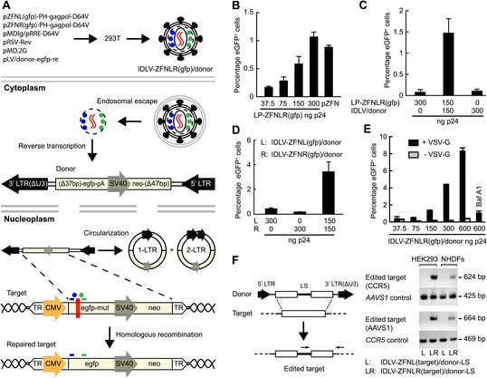 Targeted genome editing by lentiviral protein transduction 