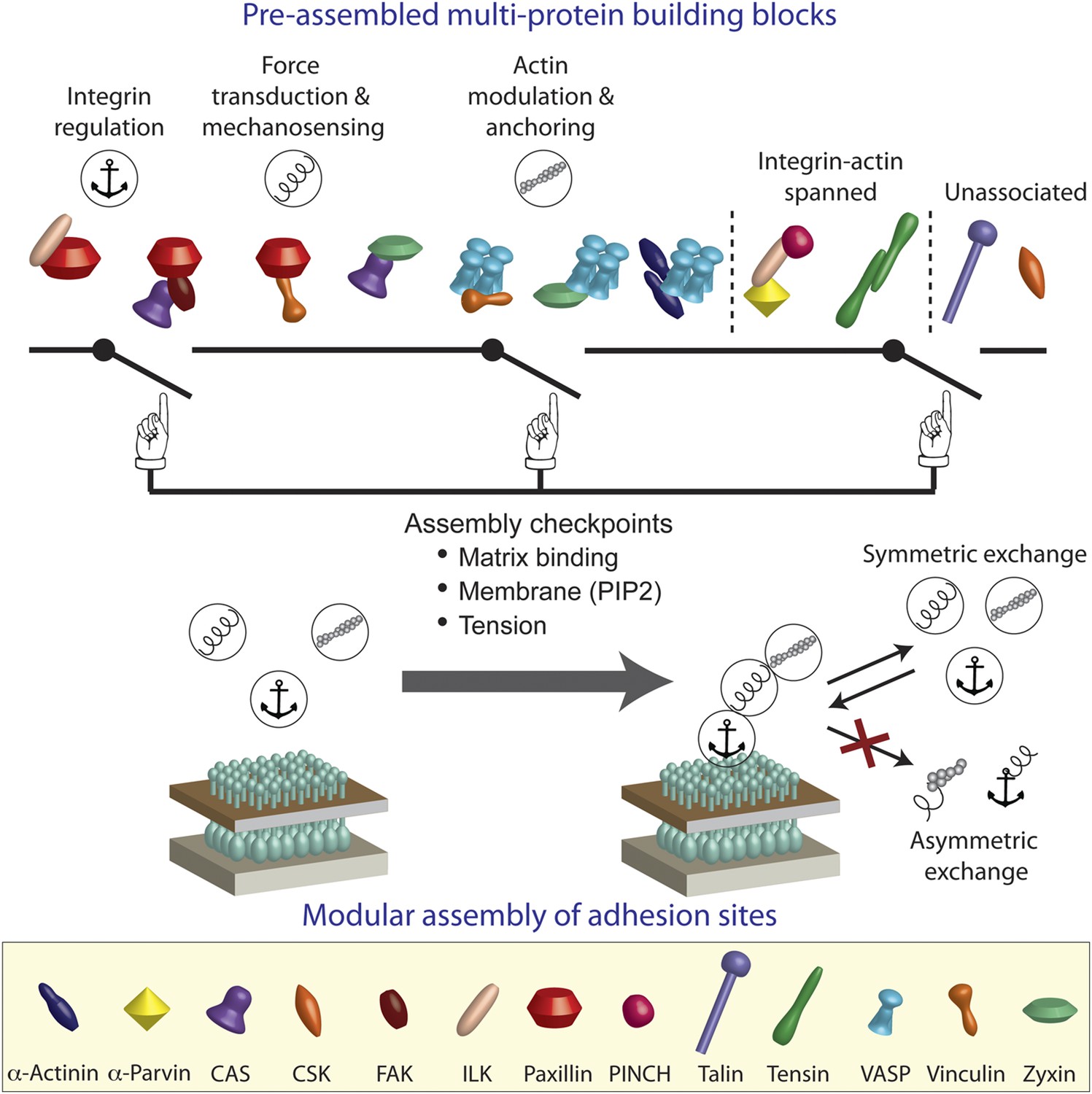 Symmetric Exchange Of Multi-protein Building Blocks Between Stationary ...