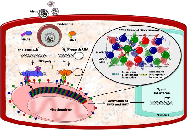 Immune Response: Three-stranded antiviral attack | eLife