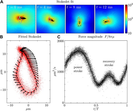 Flagellar Synchronization Through Direct Hydrodynamic Interactions | ELife