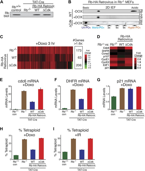 Cyclin D Activates The Rb Tumor Suppressor By Mono-phosphorylation | ELife