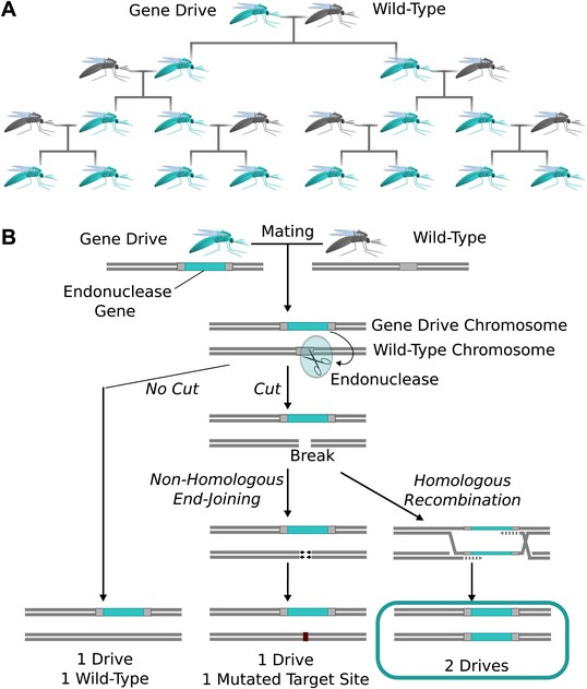 Emerging Technology: Concerning RNA-guided gene drives for the