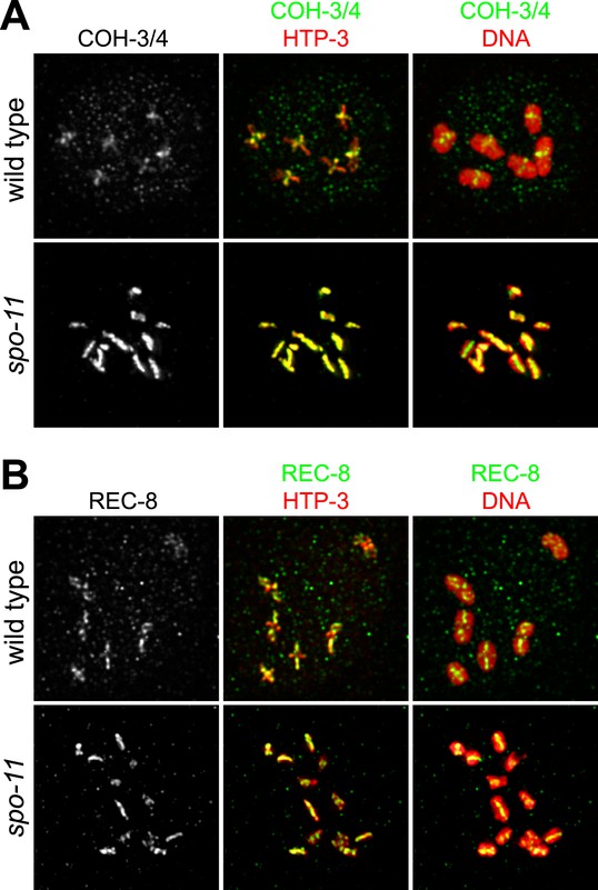 Figures and data in Divergent kleisin subunits of cohesin specify ... Biology Diagrams