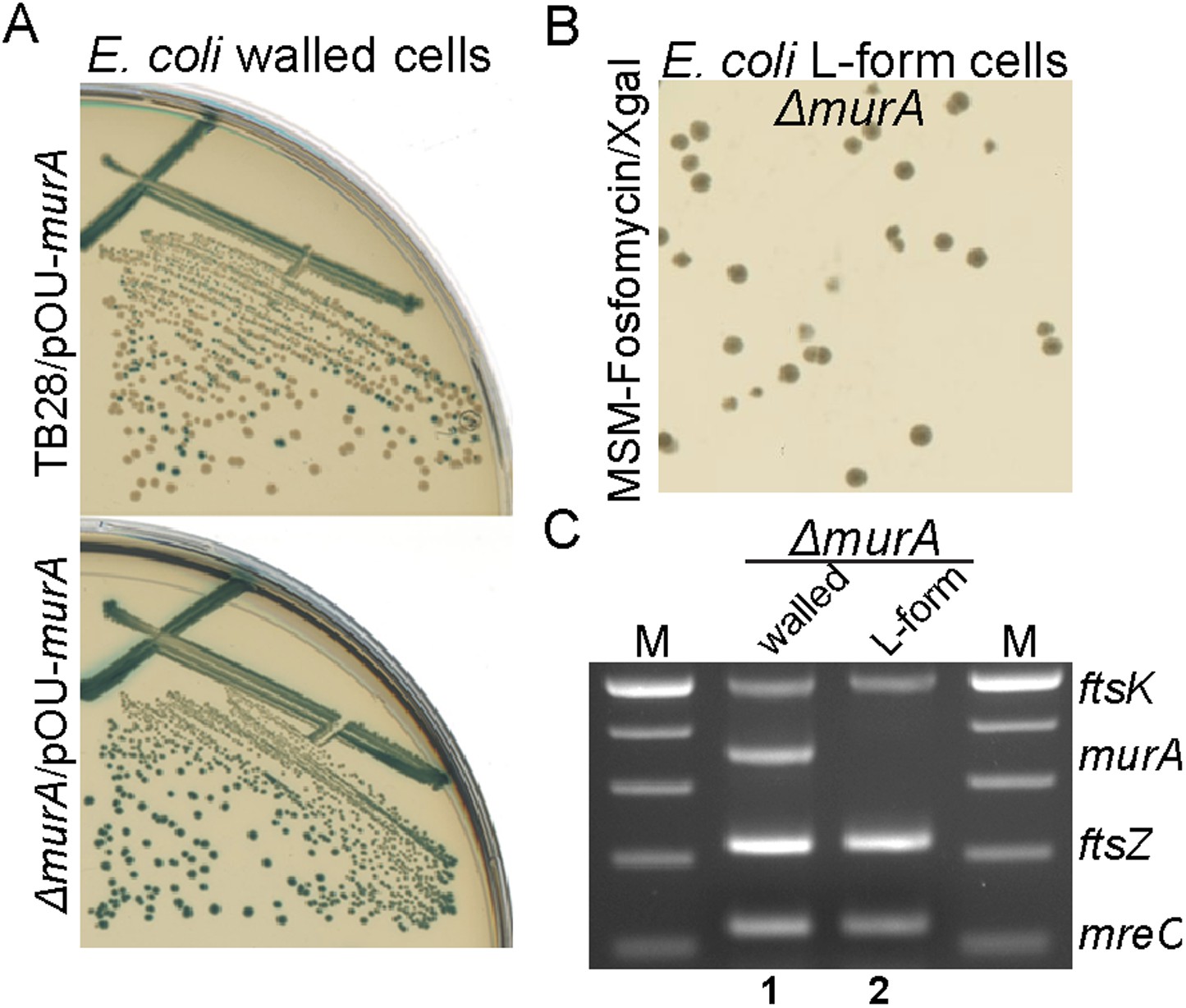 General Principles For The Formation And Proliferation Of A Wall Free L Form State In Bacteria Elife