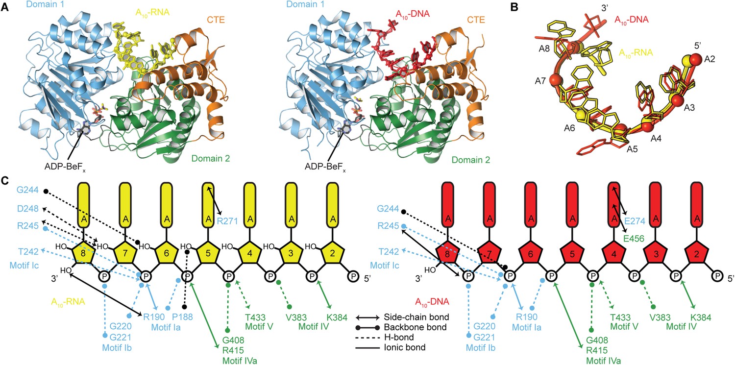 molecular-insights-into-rna-and-dna-helicase-evolution-from-the