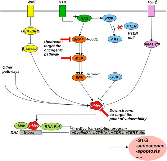 Perturbation biology nominates upstream–downstream drug combinations in ...