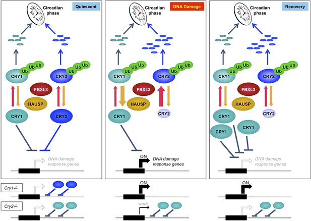 DNA damage shifts circadian clock time via Hausp-dependent Cry1 ...