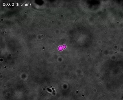 Micro Scope V16 Download Adobe