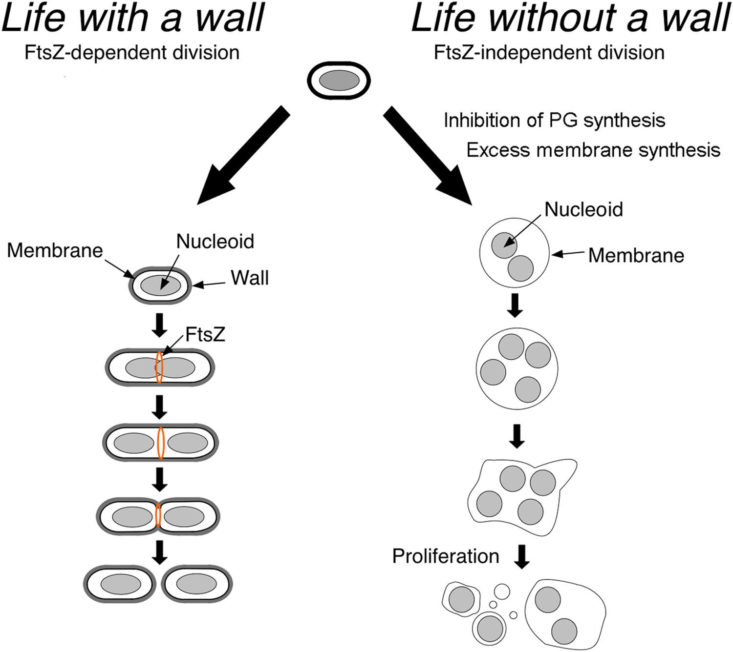 Bacterial Proliferation: Off the wall | eLife