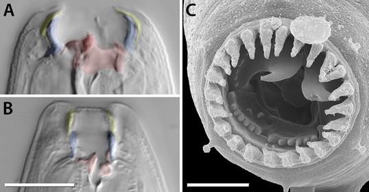 rapid-diversification-associated-with-a-macroevolutionary-pulse-of