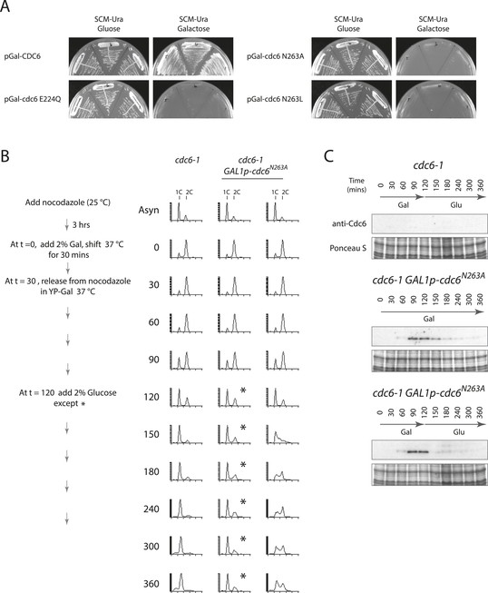 Figures and data in Cdc6 ATPase activity disengages Cdc6 from the pre