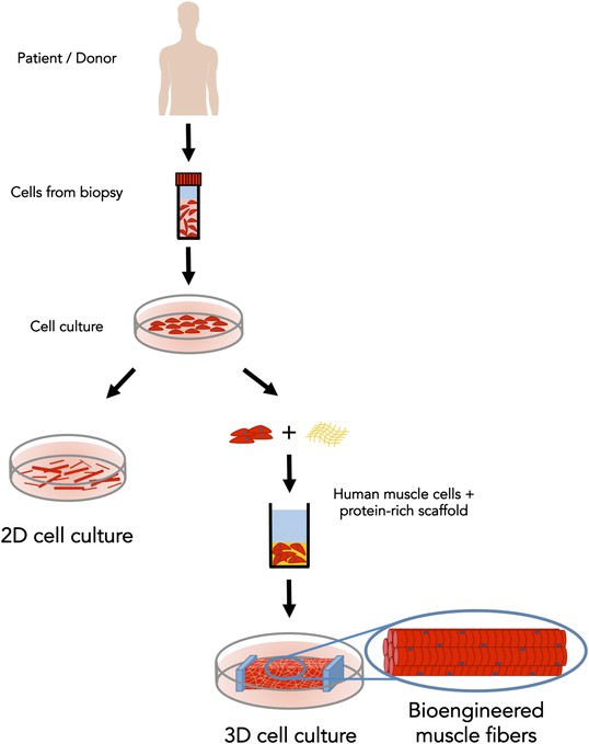 Tissue Engineering: Muscling in on the third dimension | eLife