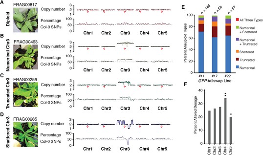 Catastrophic chromosomal restructuring during genome elimination in ...