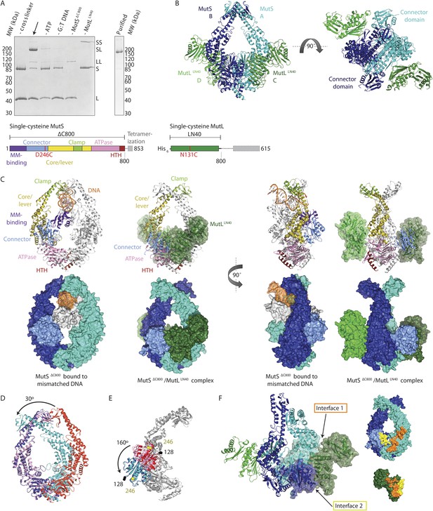 MutS/MutL crystal structure reveals that the MutS sliding clamp loads ...