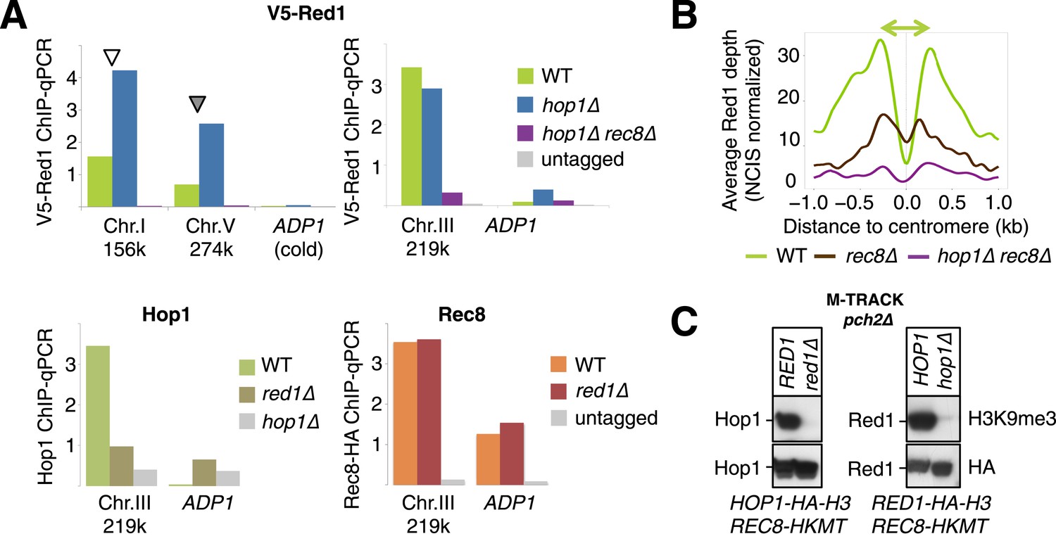 Transcription Dynamically Patterns The Meiotic Chromosome Axis Interface Elife