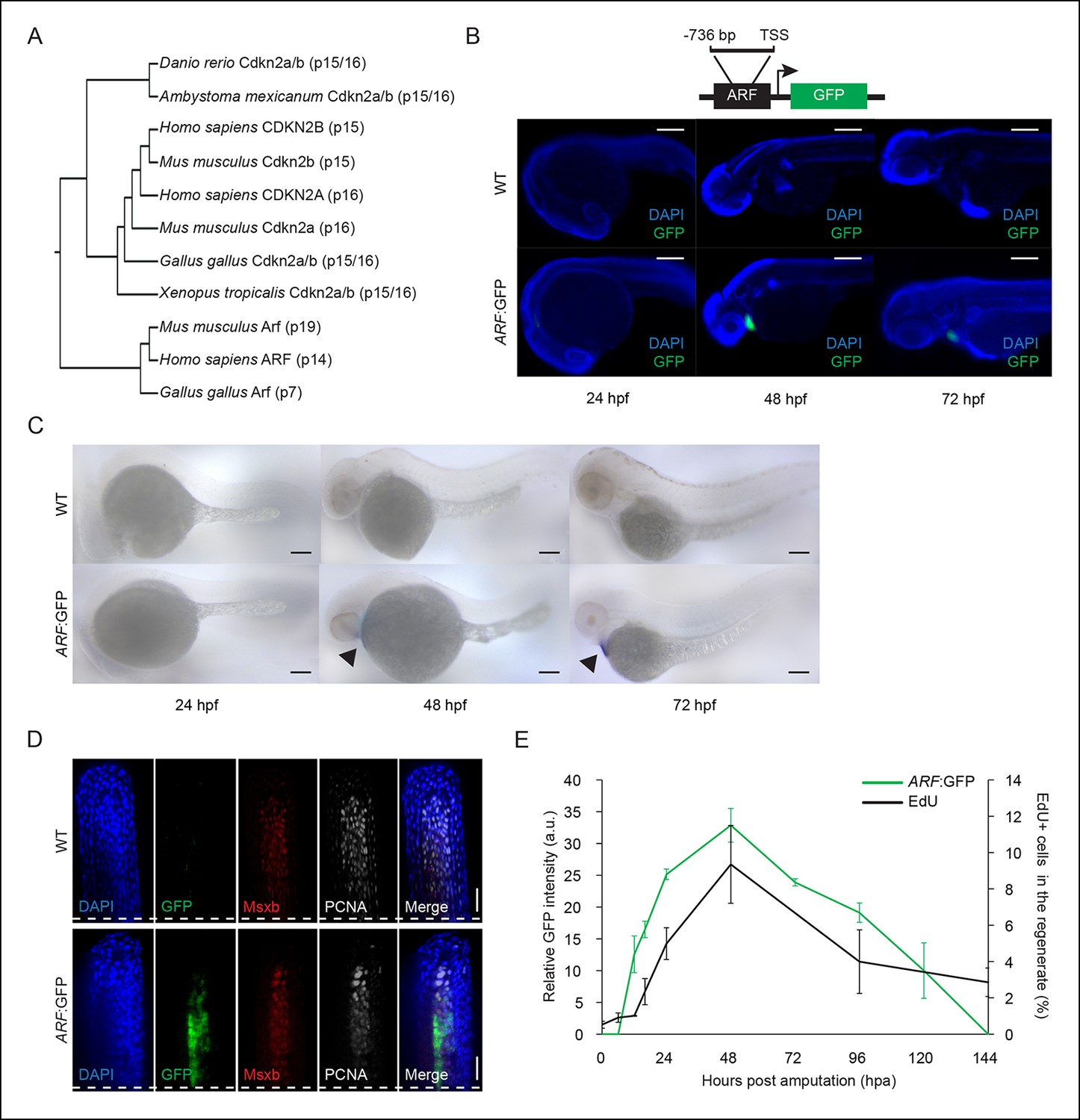 The human ARF tumor suppressor senses blastema activity and suppresses ...