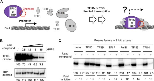 Chemical perturbation of an intrinsically disordered region of TFIID distinguishes two modes of transcription initiation                    Glia-neuron coupling via a bipartite sialylation pathway promotes neural transmission and stress tolerance in Drosophila                                      Multi-targeted therapy resistance via drug-induced secretome fucosylation                                      Structural insights into actin isoforms