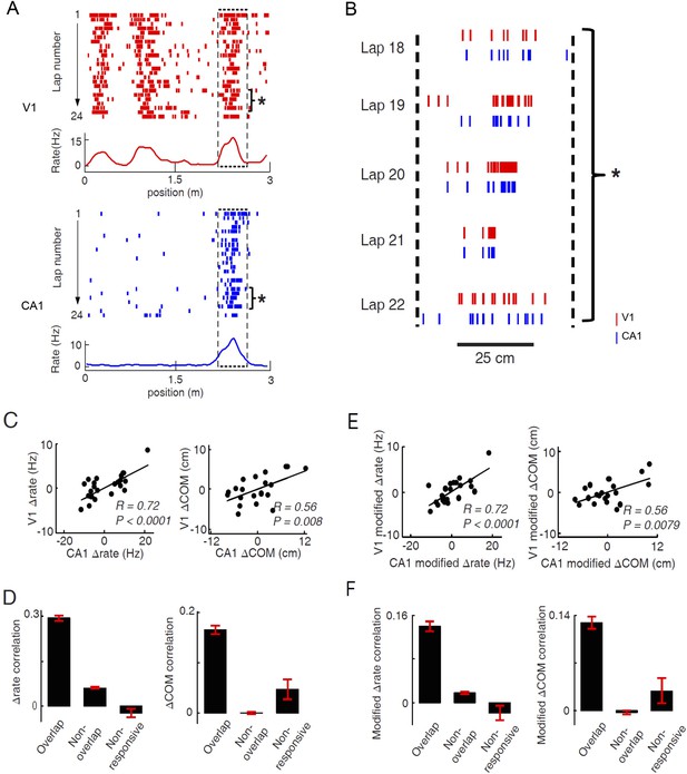 Activities of visual cortical and hippocampal neurons co-fluctuate in ...