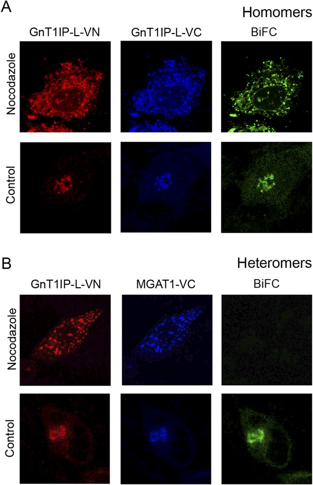 Figures And Data In GnT1IP-L Specifically Inhibits MGAT1 In The Golgi ...