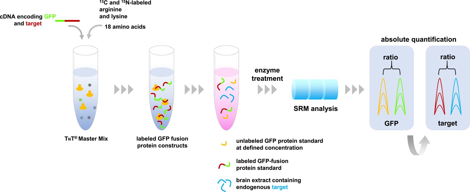 Mass Spectrometry: Using proteomics to probe neurons | eLife